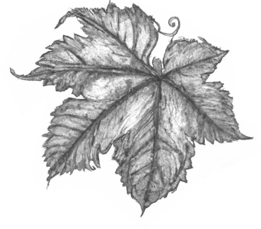 Zeichnung eines Weinblattes