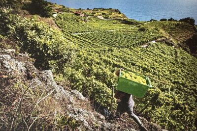 Madeira vineyard