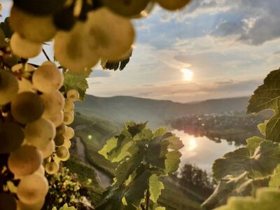 Weinberg Piesporter Goldtröpfchen