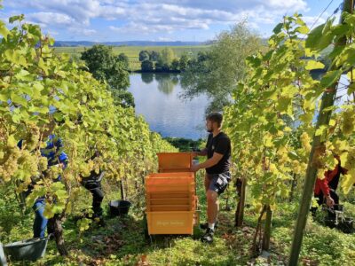 Ernte im Weingut Julian Haart