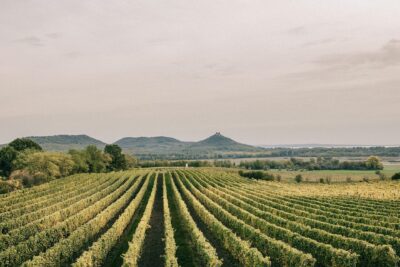 Weinberg mit ehemaligen Vulkan im Hintergrund