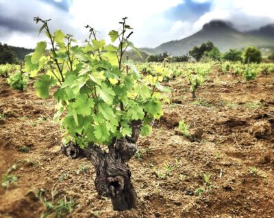 Alte Rebe im Mev Kirsten Weinberg