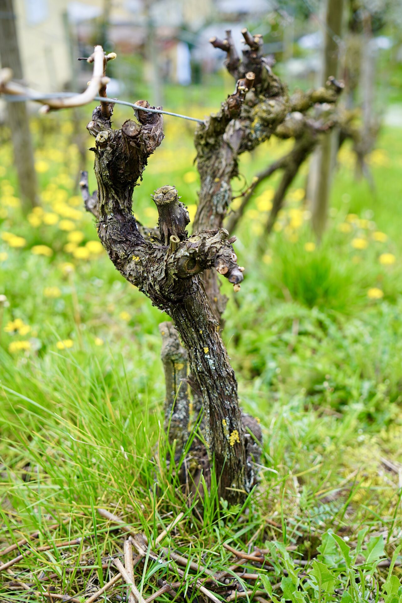 Die leise Stärke des Silvaners